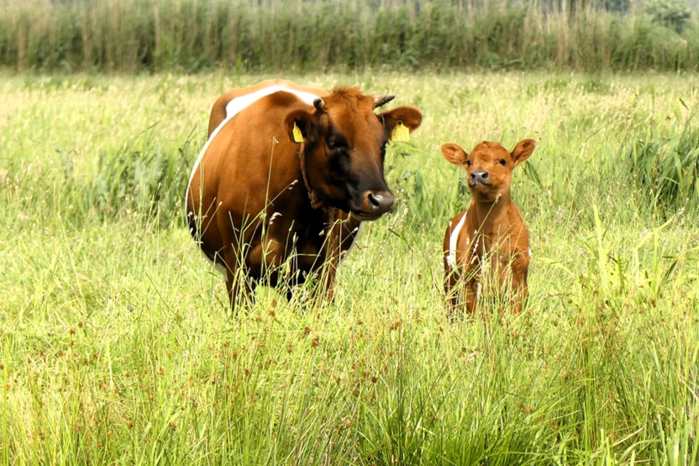 Dólar